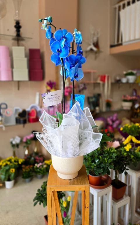 Jessica Flowers — photograph 5