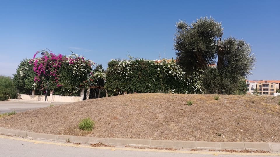 Dawar Al Zaytouna