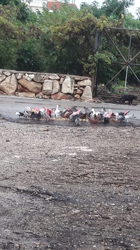 Naqoura Roundabout — photograph 6