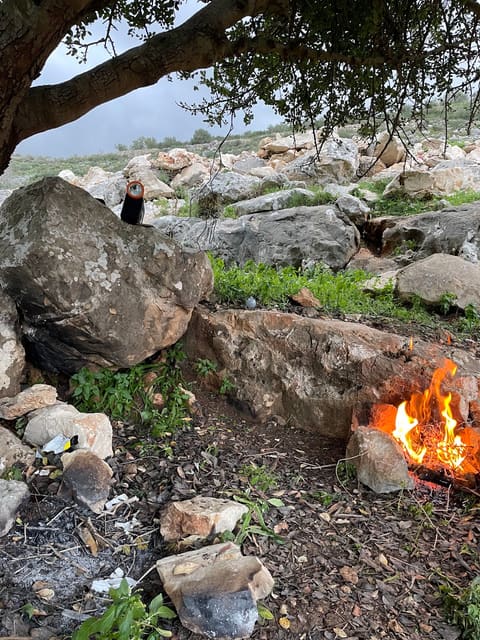 Lebanon tyre — photograph 2