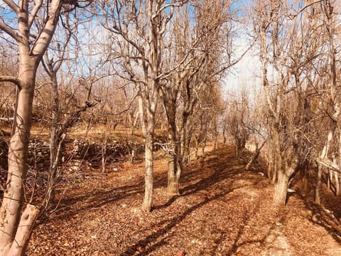 El tahoun — photograph 4