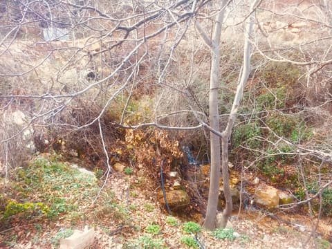 El tahoun — photograph 5