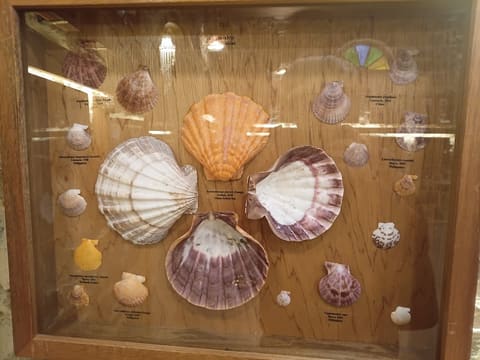 Scientific Museum of Shells — photograph 2