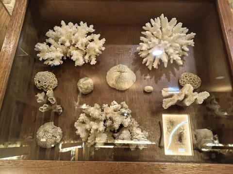 Scientific Museum of Shells — photograph 4
