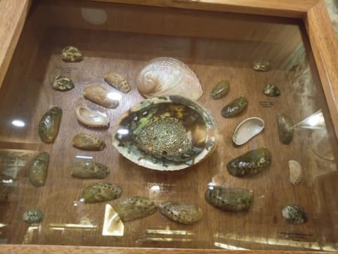 Scientific Museum of Shells — photograph 6