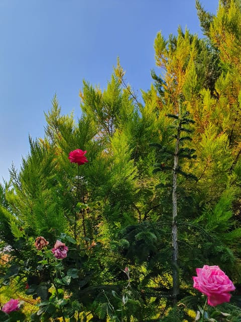 Sequoia Guesthouse — photograph 5