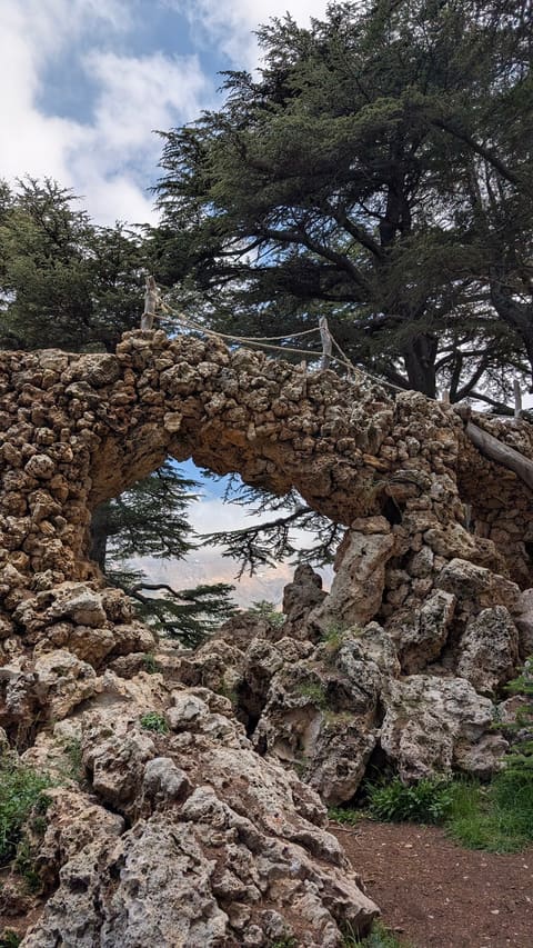 From Our Cedars — photograph 2