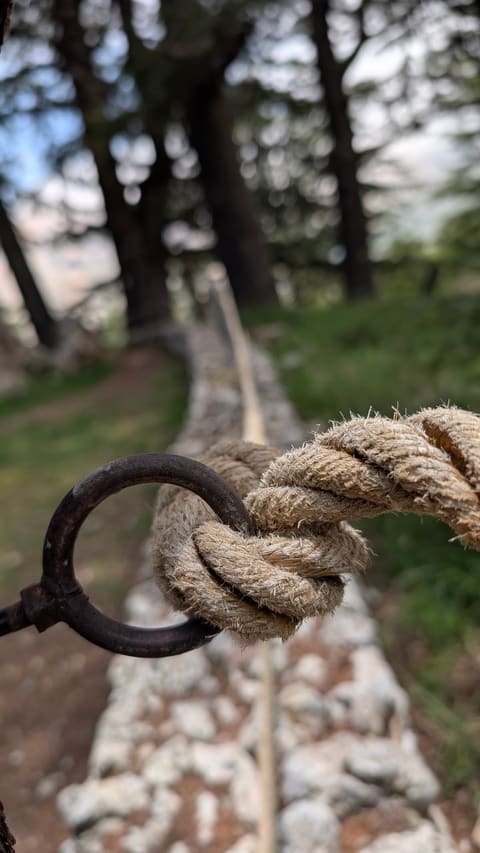 From Our Cedars — photograph 3