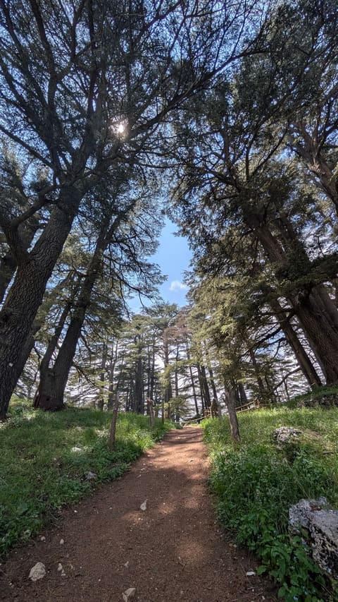 From Our Cedars — photograph 4