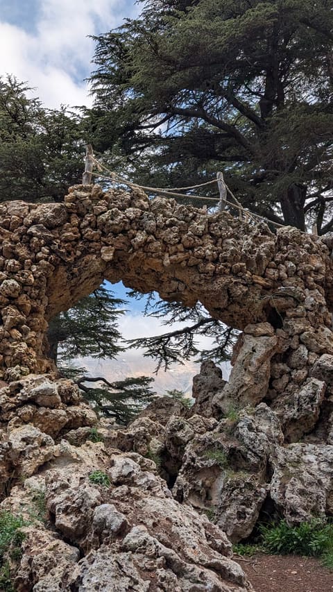 From Our Cedars — photograph 5