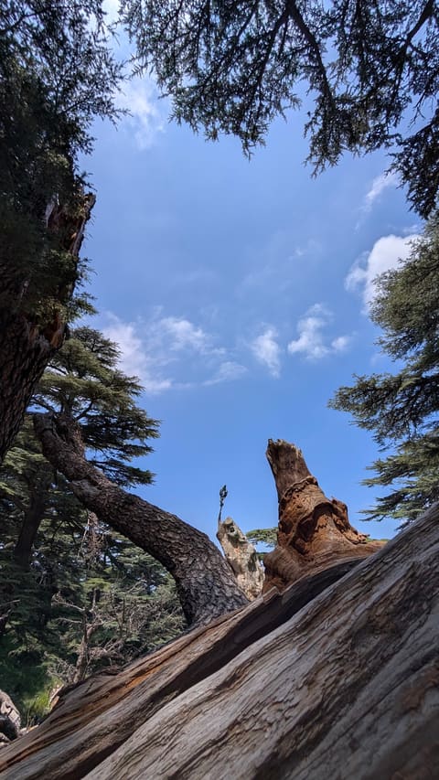 From Our Cedars — photograph 6