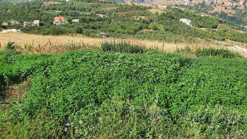 Mataam El Talleh — photograph 6