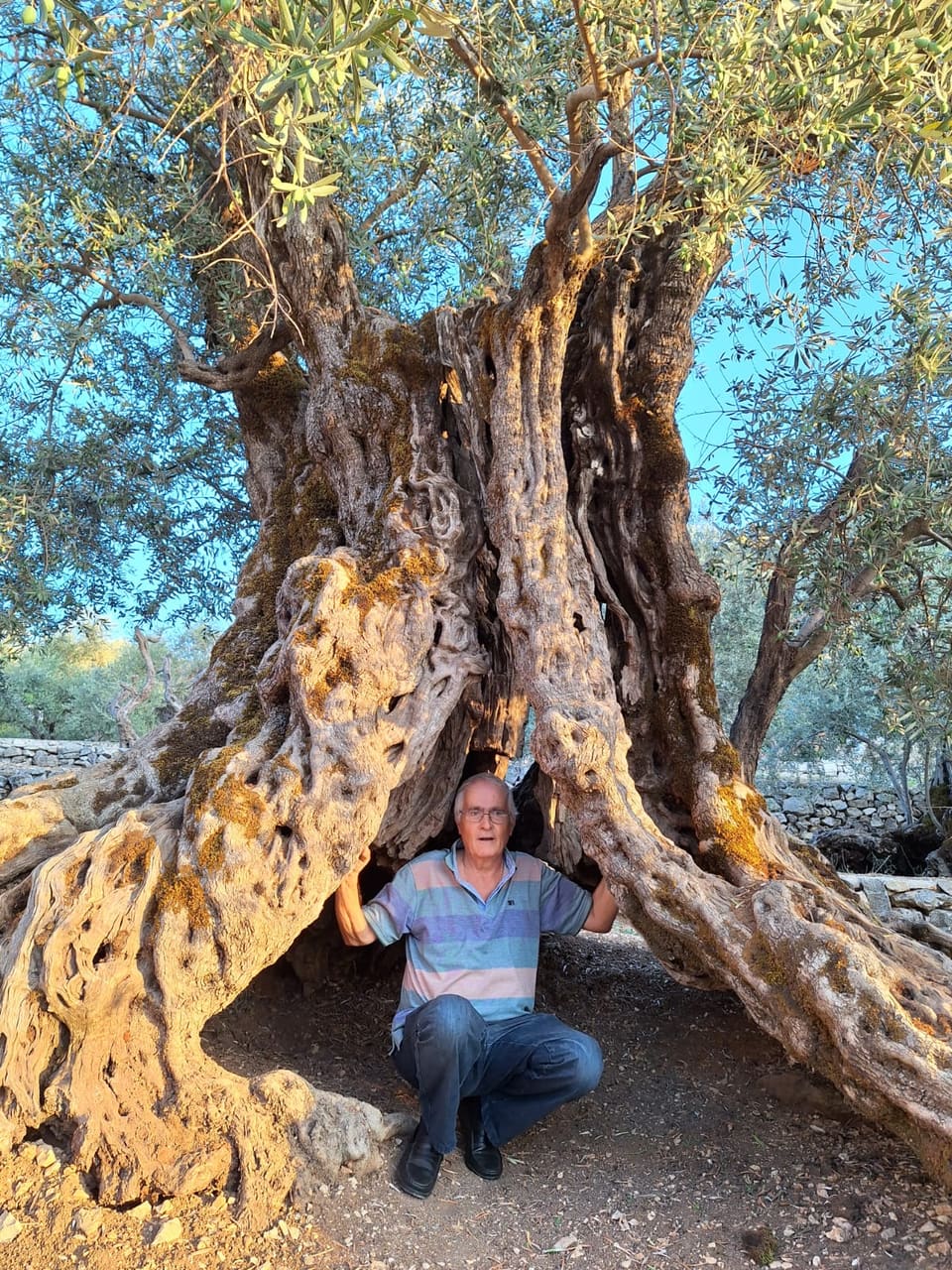 Millennial Olive Trees