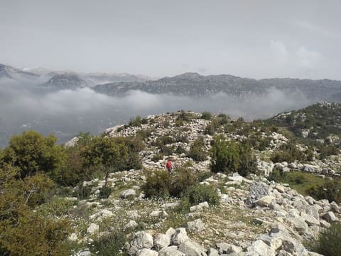 Millennial Olive Trees — photograph 2