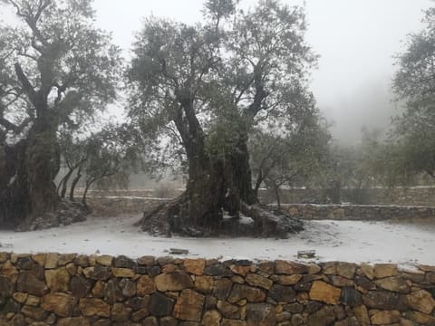 Millennial Olive Trees — photograph 3