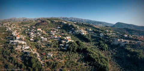 Millennial Olive Trees — photograph 4