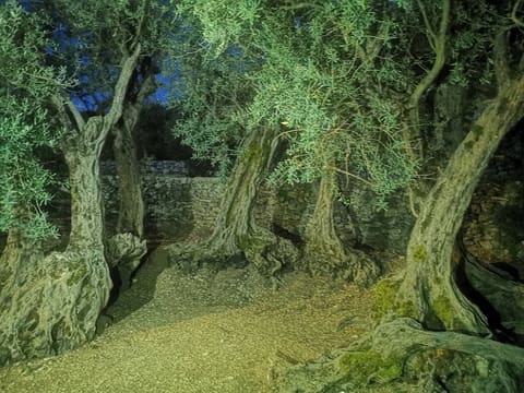 Millennial Olive Trees — photograph 5