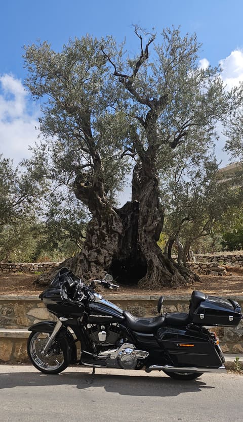 Millennial Olive Trees — photograph 6