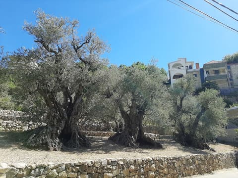 Bchaaleh Trails Association — photograph 4
