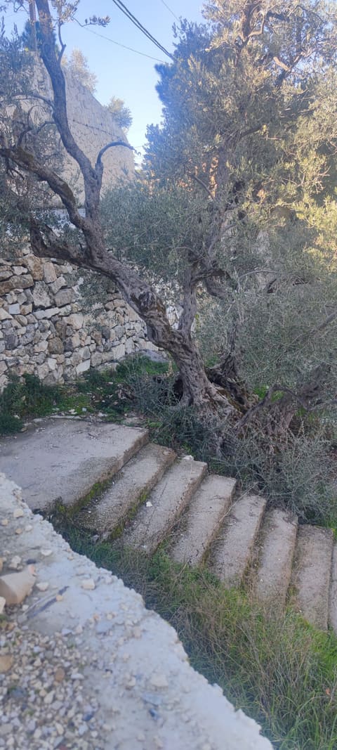 Noah’s Olive Trees — photograph 2