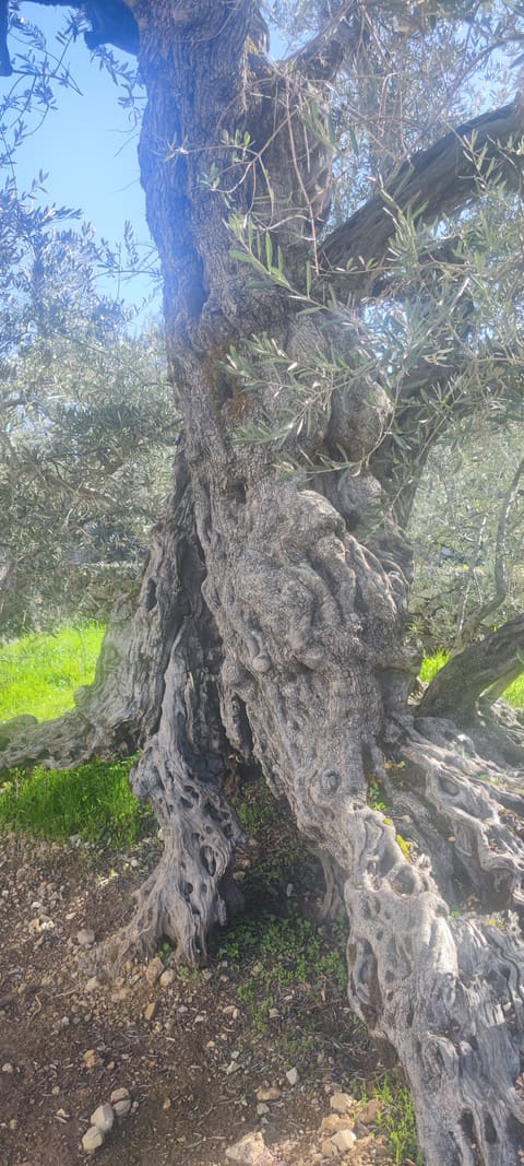 Noah’s Olive Trees — photograph 3