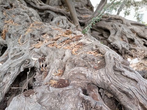 Noah’s Olive Trees — photograph 4