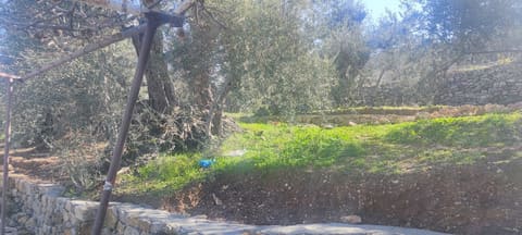 Noah’s Olive Trees — photograph 5