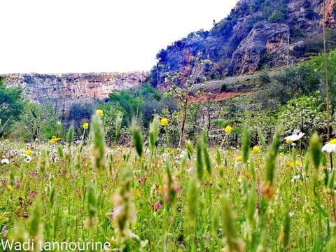 Wadi Tannourine — photograph 2