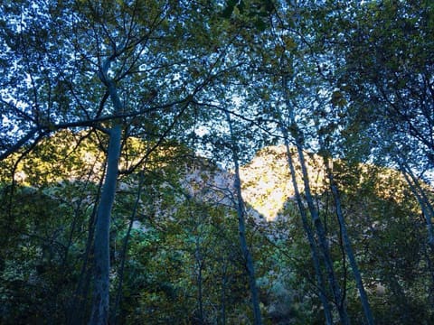 Wadi Tannourine — photograph 4