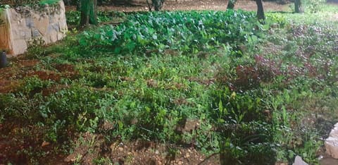 Amioun garden — photograph 2