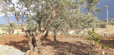 Amioun garden — photograph 4
