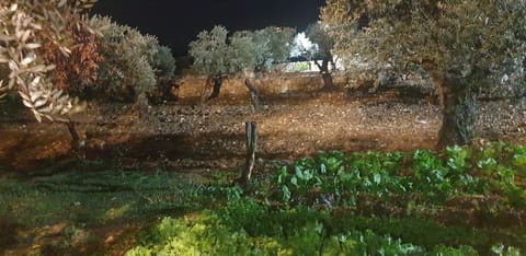 Amioun garden — photograph 5