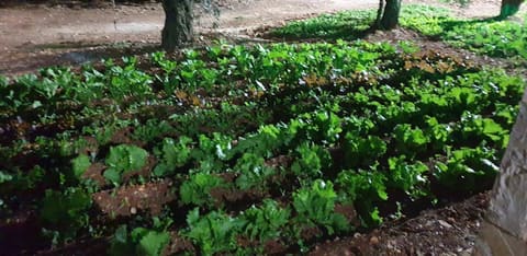 Amioun garden — photograph 6