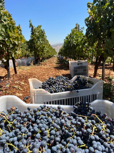 Ishtar Winery — photograph 2