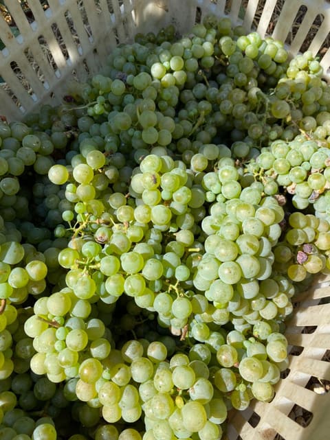 Ishtar Winery — photograph 4