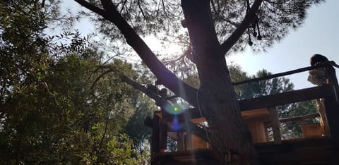 The Pines — photograph 2
