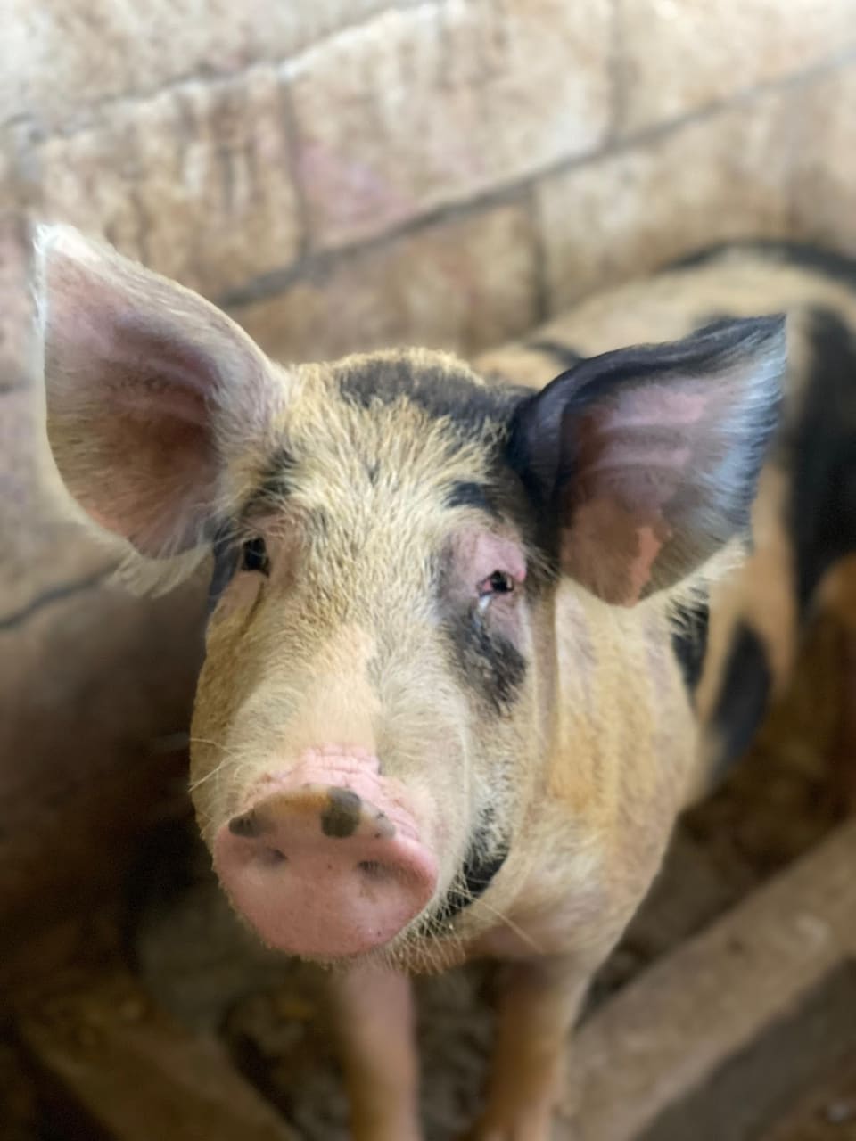 Hog Haus