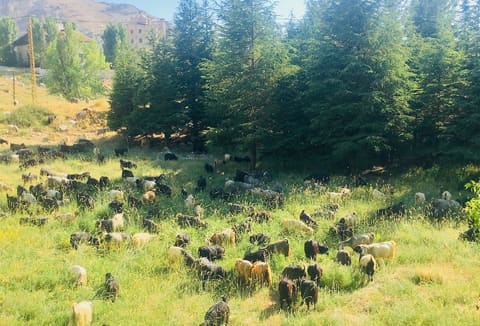 Tilal Al Assal Kfardebian — photograph 6