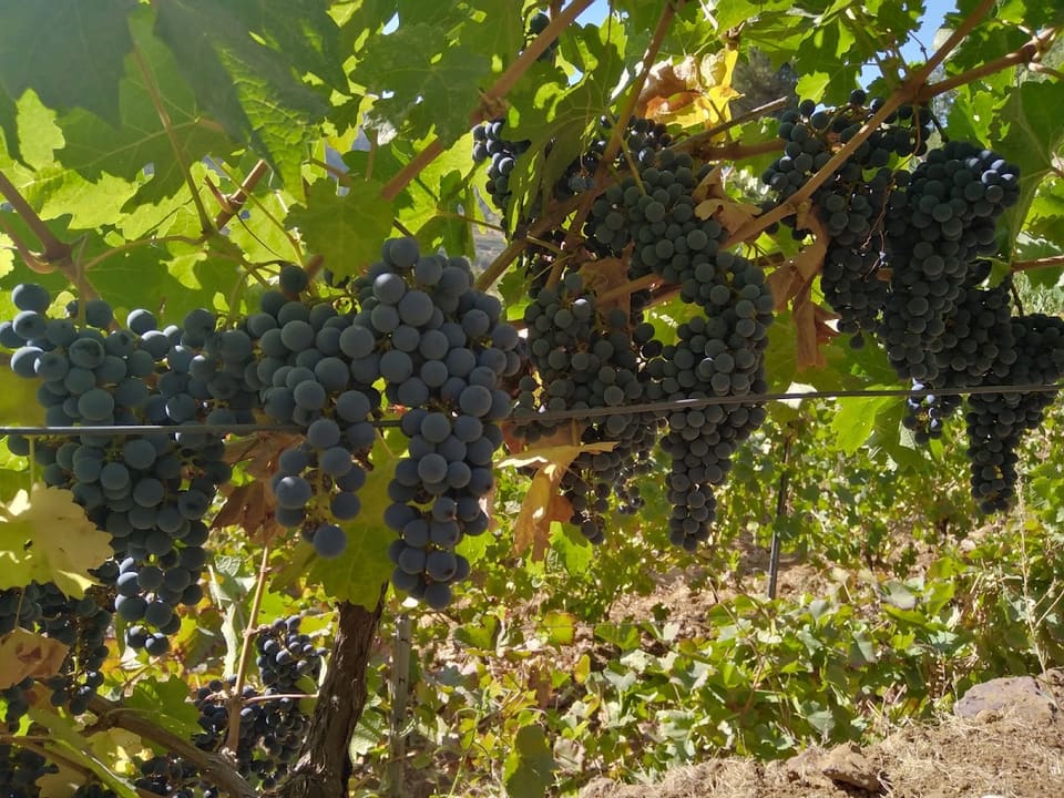 Vignoble JOURA