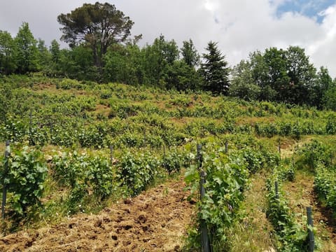 Vignoble JOURA — photograph 2