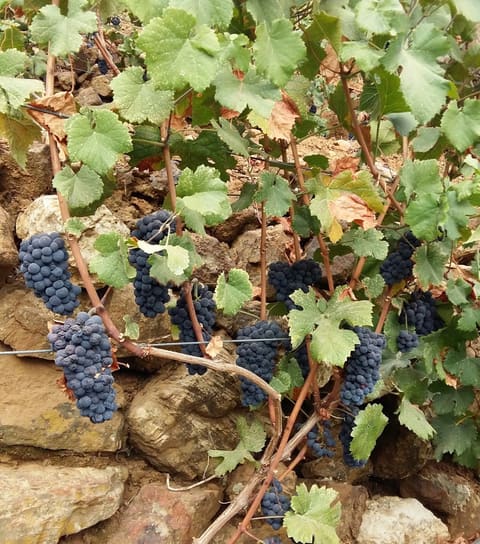 Vignoble JOURA — photograph 3