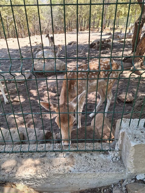محمية الغزلان والذئاب — photograph 2
