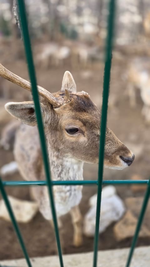 محمية الغزلان والذئاب — photograph 4