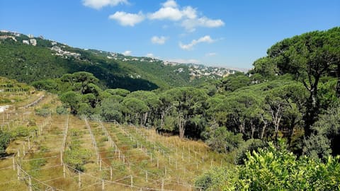 Domaine De Mar Chaaya — photograph 4