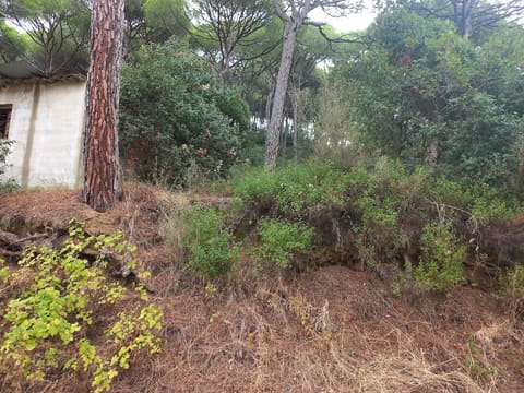 Ain saade — photograph 4
