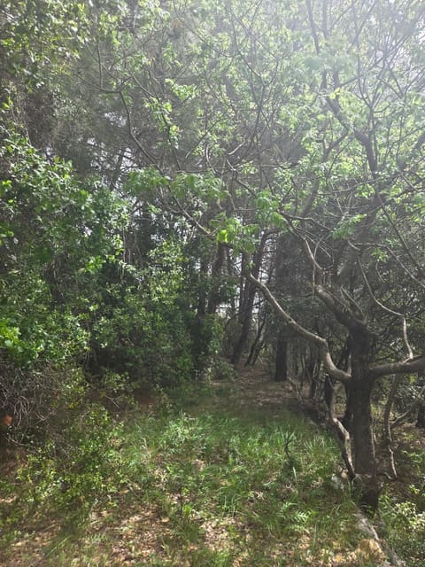 Broummana Trail Start — photograph 6