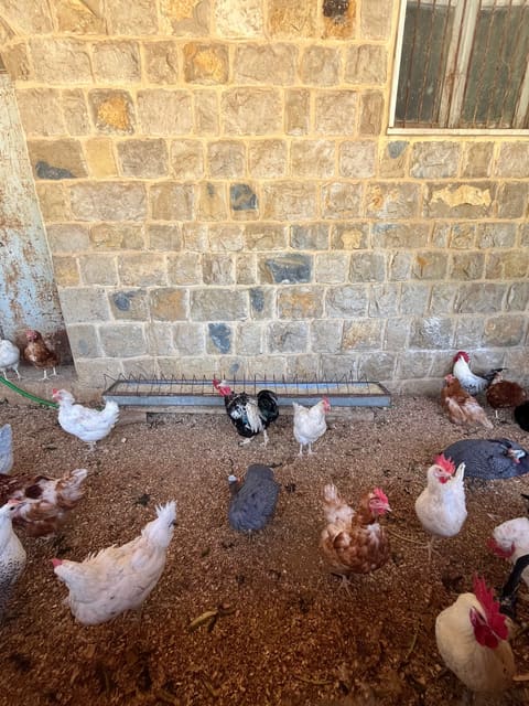 Saint Isaiah (Mar Chaaya) farm — photograph 4