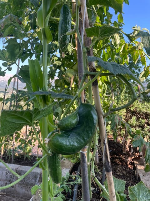 Abo Rashid FarmVille — photograph 2