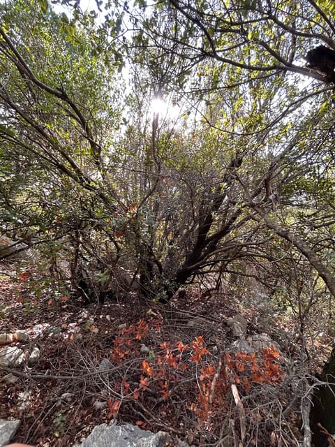 Mtein natural reserve — photograph 6