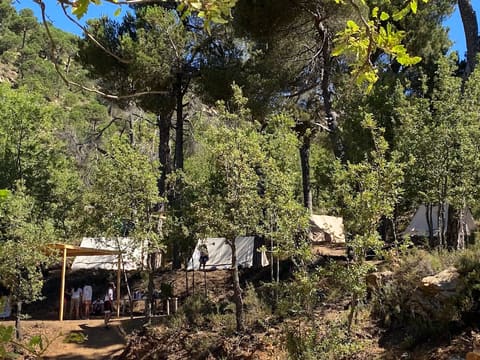 Woodland Baskinta — photograph 3